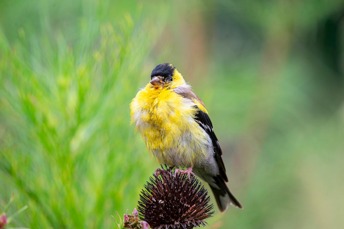 Lawrence’s Goldfinch (Spinus lawrencei)